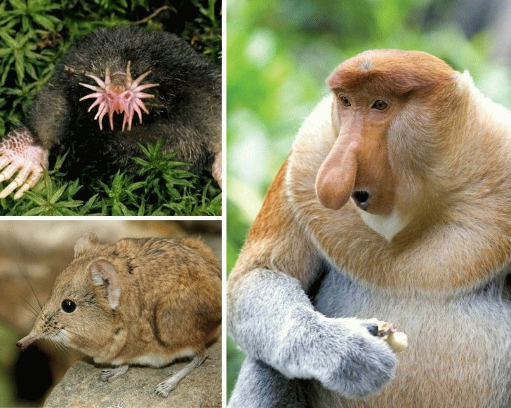 30 animals you probably didn’t know exist. 875149