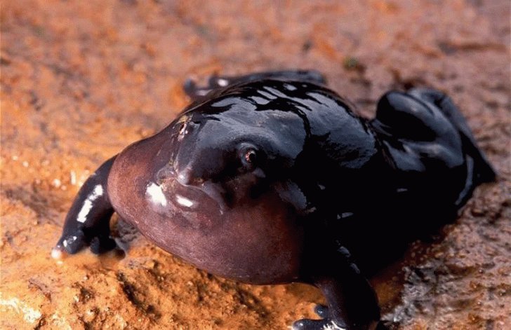 30 animals you probably didn’t know exist. 546223