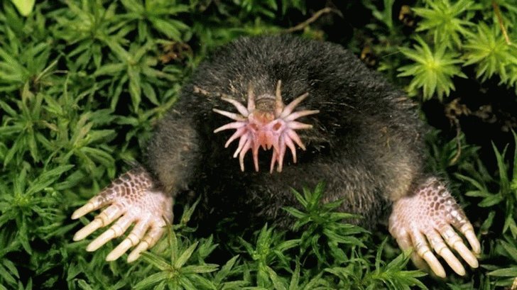 30 animals you probably didn’t know exist. 986433